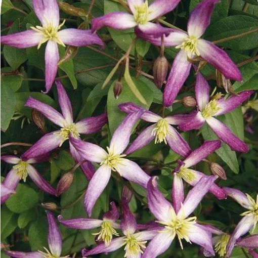 Clematis x triternata 'Rubromarginata'