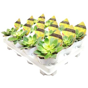 Aeonium decorum 'Tricolor'