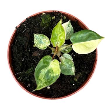 Philodendron billietiae 'Variegata'