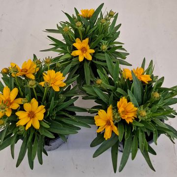Coreopsis grandiflora 'Castello'