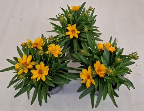 Coreopsis grandiflora 'Castello'