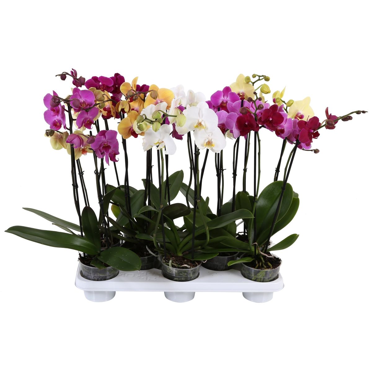 phalaenopsis-mix-plant-wholesale-floraccess