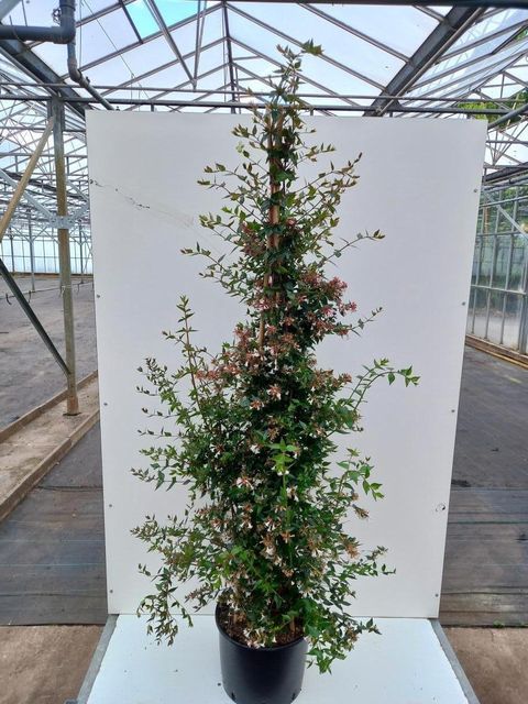 Abelia x grandiflora