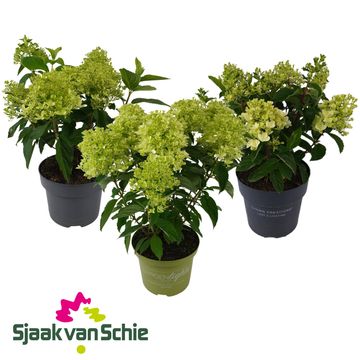 Hydrangea paniculata MIX