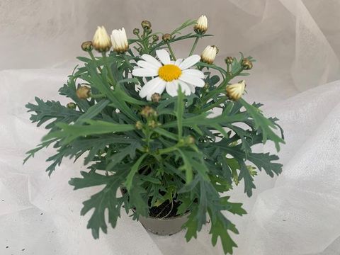 Argyranthemum frutescens 'Dana'