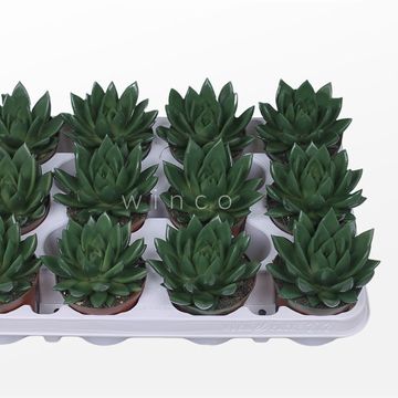 Echeveria agavoides PAINT MOSS GREEN