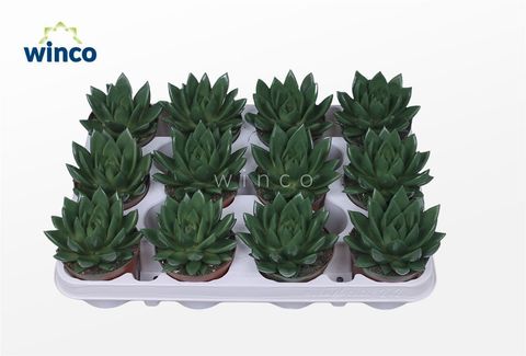 Echeveria agavoides PAINT MOSS GREEN