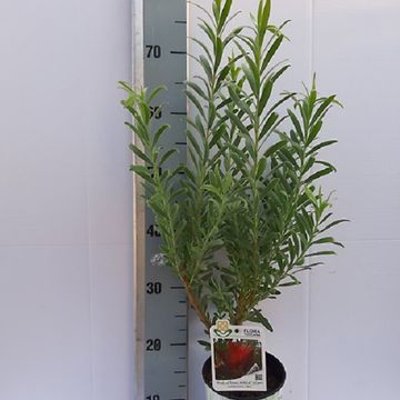 Leucadendron 'Blush of Dawn'