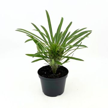 Pachypodium lamerei