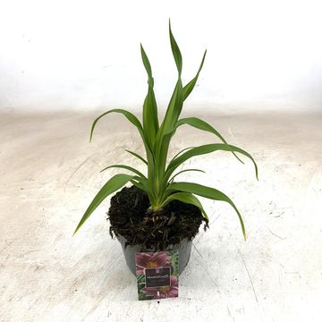 Hemerocallis 'Little Missy'