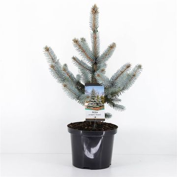 Picea pungens 'Хупси'