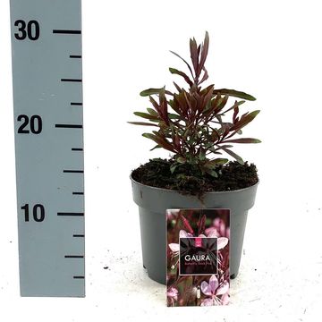 Gaura lindheimeri BABY BUTTERFLY DARK PINK
