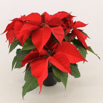 Euphorbia pulcherrima CHRISTMAS FEELINGS