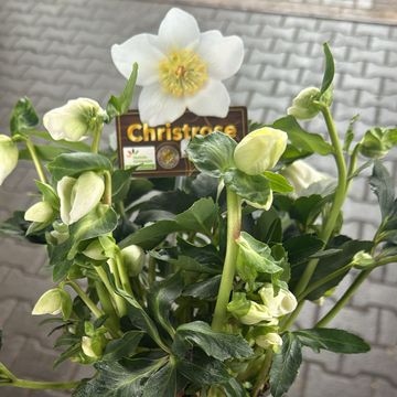 Helleborus niger HGC JASPER