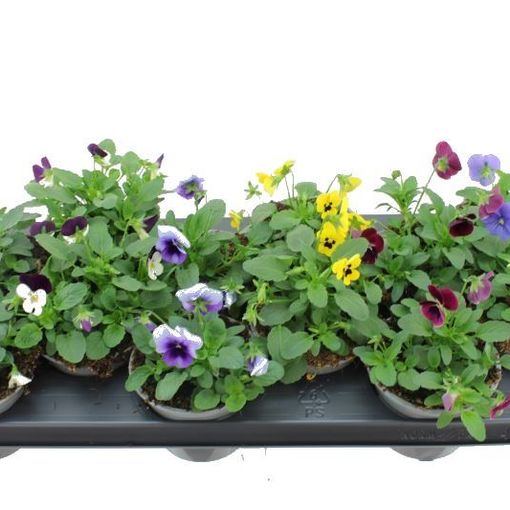 Viola CORNUTA MIX