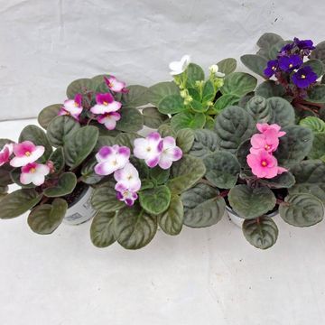 Saintpaulia ionantha MIX