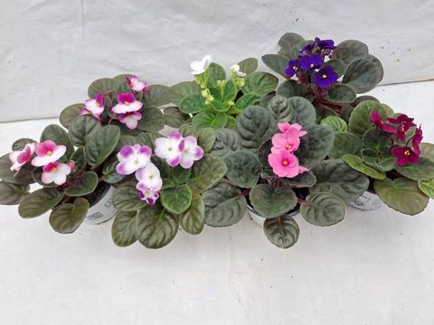 Saintpaulia ionantha MIX