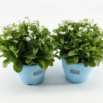 Myosotis sylvatica 'Mon Amie White'