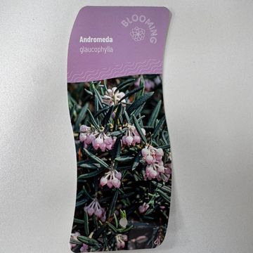 Andromeda glaucophylla