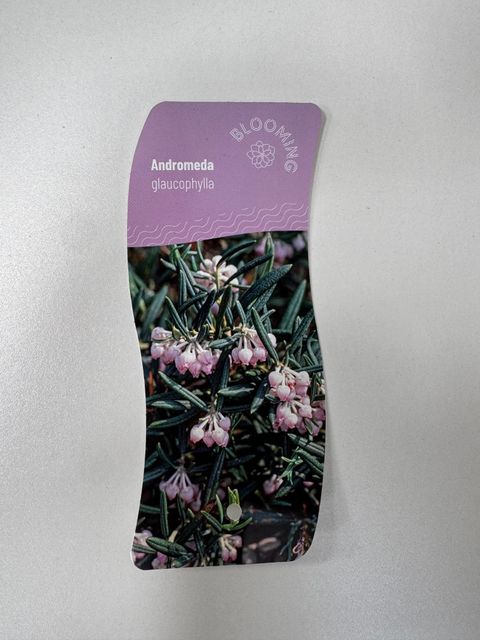 Andromeda glaucophylla