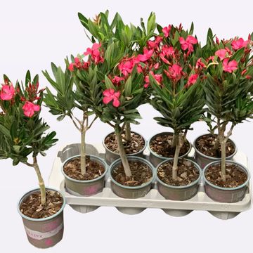 Nerium oleander MIX