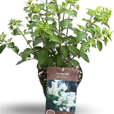 Hydrangea paniculata BOBO