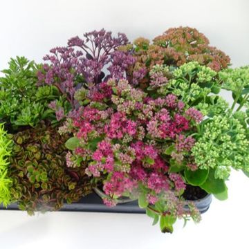 Sedum MIX