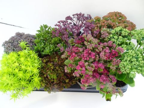 Sedum MIX