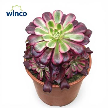 Aeonium 'Medusa'