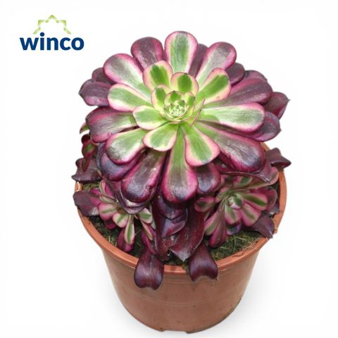 Aeonium 'Medusa'