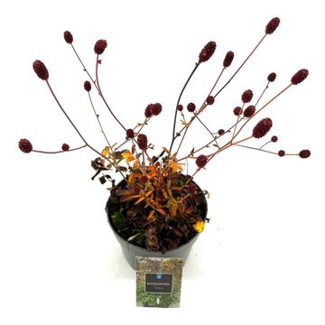 Sanguisorba officinalis 'Tanna'