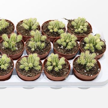 Euphorbia aggregata variegata