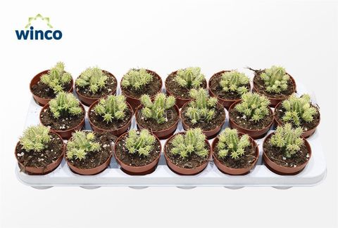 Euphorbia aggregata variegata