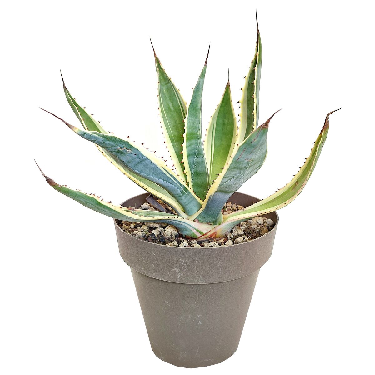 portugiesischer kirschlorbeer wie viele pro meter Portugiesischer Kirschlorbeer Angustifolia Hhe 140-160 cm Ballenware