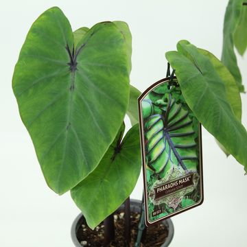 Colocasia 'Pharaoh’s Mask'