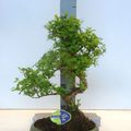 Ligustrum sinense