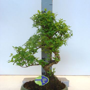 Ligustrum sinense