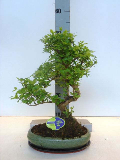 Ligustrum sinense