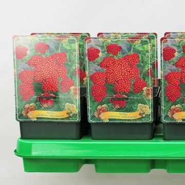Achillea millefolium MILLY ROCK RED