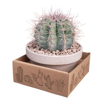Melocactus azureus