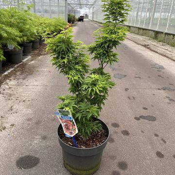 Acer palmatum 'Shishigashira'