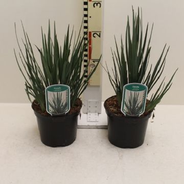 Dianella revoluta LITTLE REV