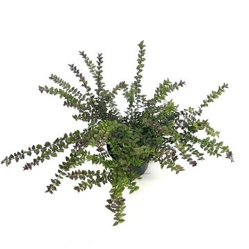 Lonicera nitida GARDEN CLOUDS PURPLE STORM