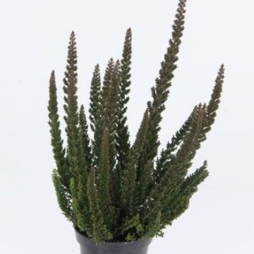 Calluna vulgaris SKYLINE HAVANNA