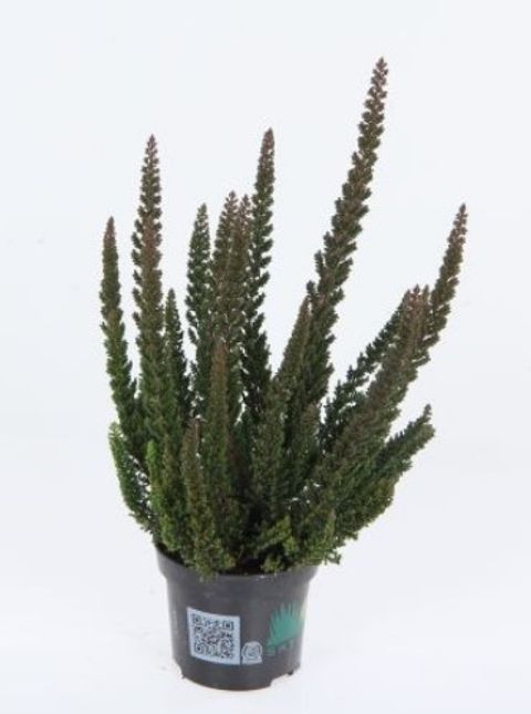 Calluna vulgaris SKYLINE HAVANNA