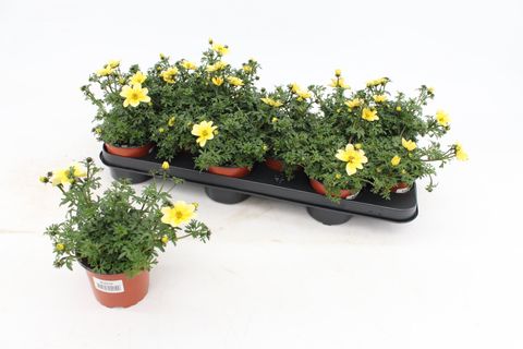 Bidens ferulifolia BEEDANCE PAINTED YELLOW