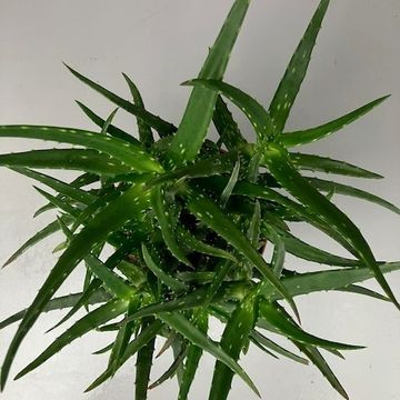 Aloe kedongensis