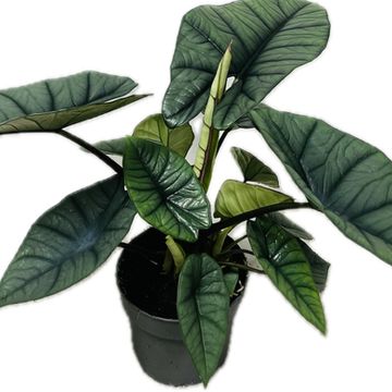 Alocasia 'Platinum'