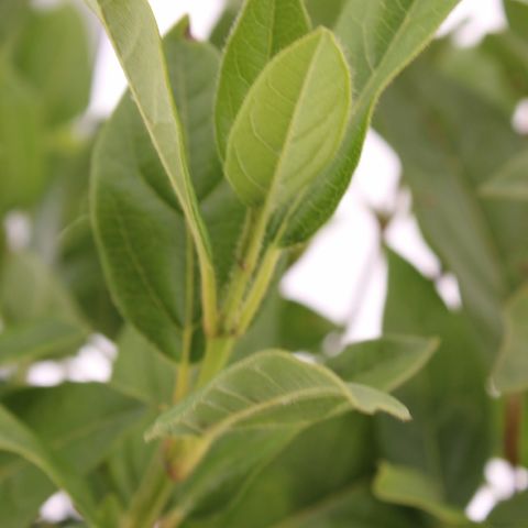 Viburnum tinus