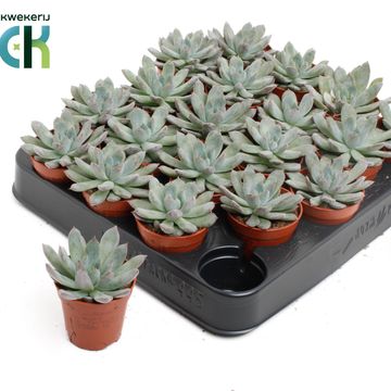 Echeveria 'Pelusida'